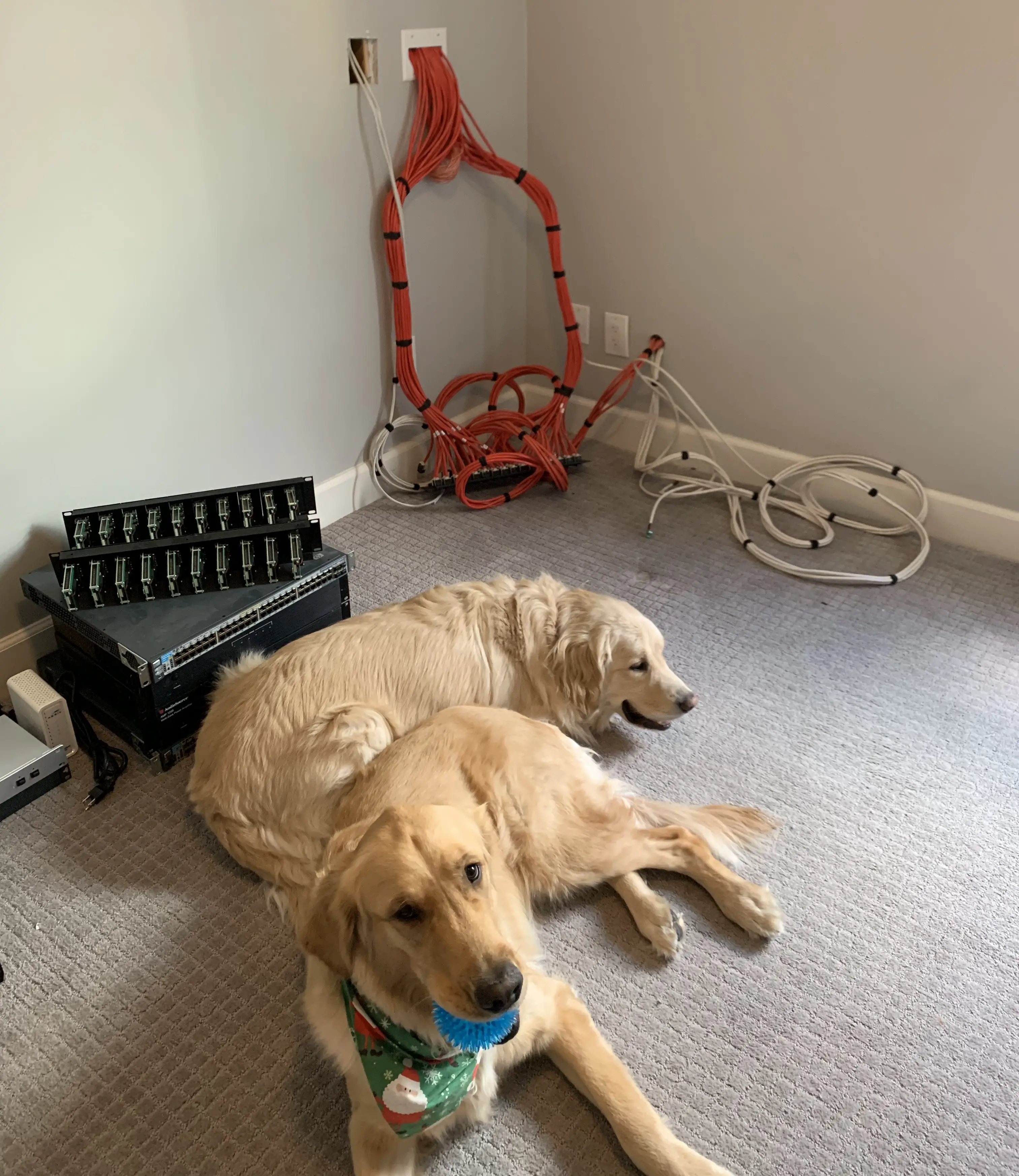 room with homelab missing and dogs laying